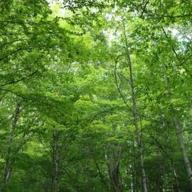 Learning to be a Naturalist at Hubbard Brook